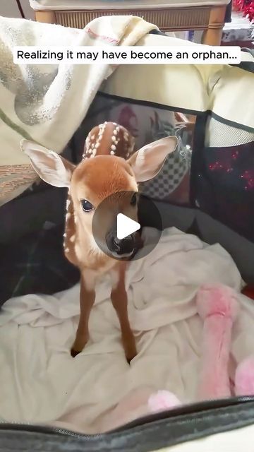 AnimalLove Stories on Instagram: "A kind family rescued a trapped fawn  #animallove #animalovers #animalrescue #animalsofinsta #rescue #rescuesofinstagram #fyp #fawn" Animal Rescue Video, Funny Videos Of Animals, Baby Animals Adorable, Deer Video, Funny Baby Animals, Cute Baby Animals Videos, Unlikely Animal Friends, Animals Doing Funny Things, Baby Animals Videos