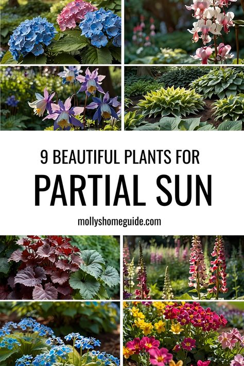 Best Perrenials For Partial Shade, Front Yard Landscaping Partial Sun, Plants For Part Sun And Shade, Sun Planting Scheme, Partial Sun Container Plants, Shade Loving Flowers Perennials, Flowers For Partial Sun, Partial Sun Landscape Ideas, Part Sun Part Shade Perennials