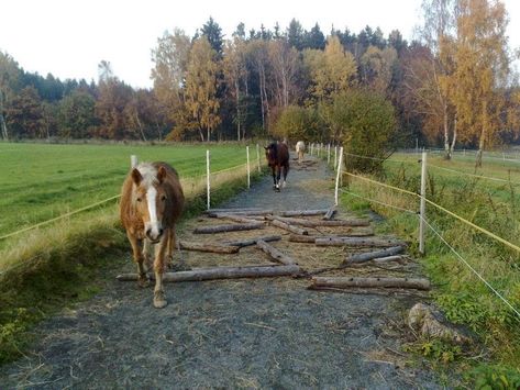 Paddock Paradise Ideas, Paddock Trail, Horse Paddock, Horse Farm Ideas, Paddock Paradise, Healthy Horses, Dream Horse Barns, Horse Trail, Horse Tips