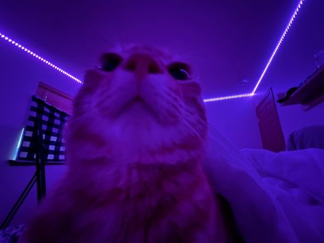 Purple Aesthetic Small Widget, Purple Cat Pfp, Aesthetic Purple Pfp, Purple Gif Pfp, Purple Aesthetic Pfp, Purple Profile Picture, Pfp Purple, Purple Pfps, Purple Pfp