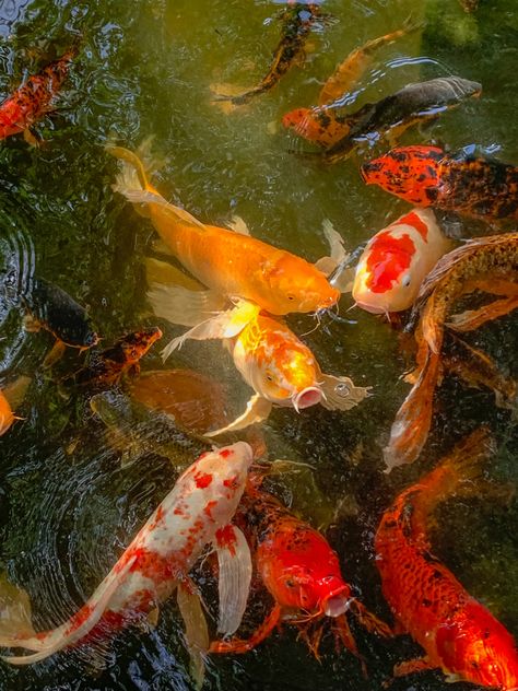 Koi Fish Aesthetic, Fish Aesthetic, Japan Core, Aesthetic Japan, A Pond, Koi Fish, A Group, Koi, Fish