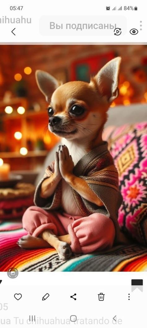 Funny Chihuahua Pictures, Teacup Chihuahua Puppies, Chihuahua Mom, Chihuahua Funny, Cute Chihuahua, Chihuahua Lover, Chihuahua Love, Monkeys Funny, Pugs Funny