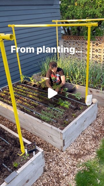 Seattle Urban Farm Co | Garden Creators on Instagram: "We’re about to start germinating our tomatoes in the nursery for this coming season. We start our tomatoes in early March and plant them outside in the garden in early May. They’re usually ready to start harvesting in late July or early August. If you’re planning to grow your own tomatoes from seed, now’s a great time to start planting (or at least start planning to plant, depending on where you live!). ♥️
.
.
.
#growtomatoes #tomatogarden #tomatoes" Perfect Yard, Arizona Backyard, The Hollies, Urban Farm, Veg Garden, Tomato Garden, Homestead Survival, Vegetable Garden Design, Growing Tomatoes