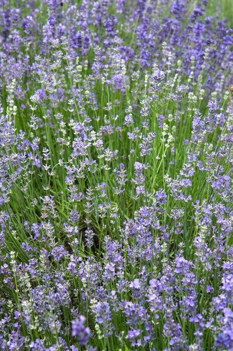 Lavender Garden Ideas, Mindfulness Garden, Lavender Munstead, Lavender Backyard, Types Of Lavender Plants, Lavender Plant Care, Munstead Lavender, Creative Garden Ideas, Colorado Gardening