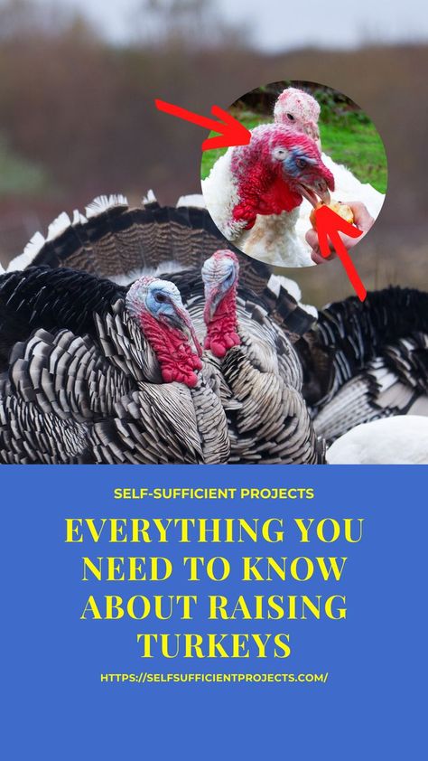 Raising Turkeys As Pets, Pet Turkey Care, Raising Turkeys With Chickens, Turkey Pen Ideas, Turkey Farming, Yard Planning, Turkey Chicks, Turkey Breeds, Farm Pets