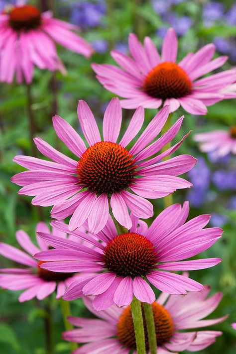 Echinacea Benefits, Echinacea Purpurea, Flowers Perennials, Types Of Flowers, Belleza Natural, Flower Seeds, Clematis, Plant Life, Love Flowers