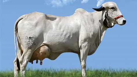 Gir Leiteiro Cattle Breeds, Brazil, Horses, Animals