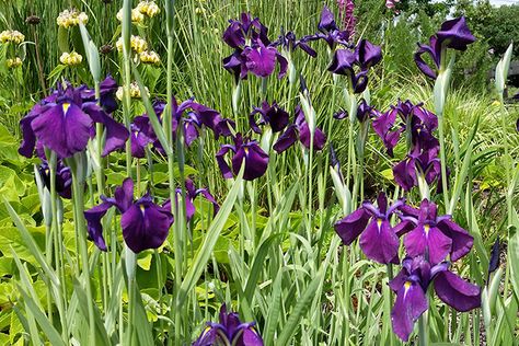 Iris Ensata, Water Iris, Japanese Iris, Dark Purple Flowers, Japanese Water, Companion Plants, Potager Garden, Companion Planting, Dark Purple