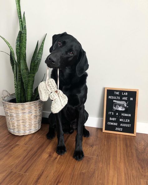 Lab Results Are In Baby Announcement, Cute Pregnancy Announcement With Dog, Dog Announcement Pregnancy, Baby Reveal With Dog, Pregnancy Announcement Photoshoot With Dog, Pregnancy Announcement Ideas With Dog, Dog Announcing Pregnancy, Baby Announcement Photoshoot With Dogs, Baby Announcement Ideas With Dogs