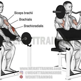 Curl Exercise, Biceps Training, Stomach Toning Workouts, Best Shoulder Workout, Good Back Workouts, Biceps Brachii, Preacher Curls, Workout For Flat Stomach, Weight Training Workouts