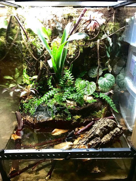 I built this Paludarium for my Vietnamese Mossy Frogs, (Theloderma corticale). Tree Frog Paludarium, Dumpy Tree Frog Terrarium, Frog Paludarium, Mossy Frog, Pet Terrarium, Frog Enclosure, Dart Frog Terrarium, Tree Frog Terrarium, Dumpy Tree Frog