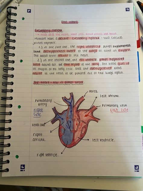 The Heart Revision, Biology Revision Gcse, Alevel Biology, Heart Biology, Forensic Pathologist, Gcse Notes, Revision Gcse, Science Flashcards, Revision Motivation