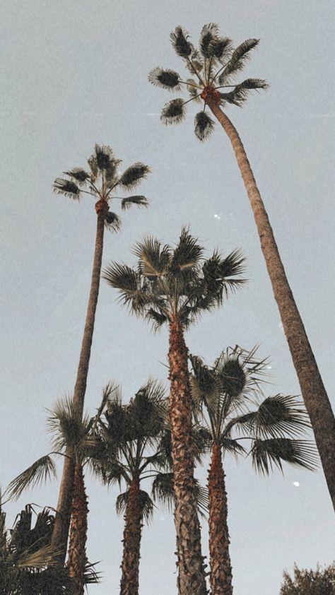 #beachvibes #boho #wallpaper #beachy #palmtrees #aethtetic #nature #california #sandiego Beachy Pictures, Beachy Wallpapers, Beachy Wallpaper, Beach Wall Collage, Boho Background, Kitchen Cabinets Ideas, Beachy Aesthetic, Wallpaper Iphone Boho, Kitchen Cabinet Ideas