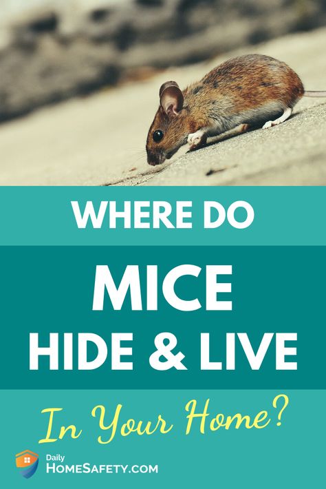 Best Way To Get Rid Of Mice In Your House, How To Get Mice Out Of Your House, How To Catch Mice In House, How To Catch Mice, How To Catch A Mouse In The House, How To Get Rid Of Mouse In House, Mice Get Rid Of, How To Get Rid Of Rats In The House Fast, Get Rid Of Mice In House