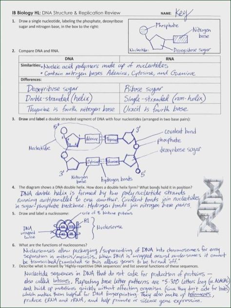 Dna Worksheet Answers Inspirational Dna Worksheet Dna Worksheet Answers Lovely 34 Best Dna | Dna and Rna Structure Worksheet Answer Key - You may also to open it and start customizing it immediately when you find a template that you would like... | #dnaantenne #dnaantiparallelitaet #dnalandgraaf #dnalandmarks #dnandern Dna Transcription And Translation, Dna Transcription, Dna Worksheet, Dna Structure, Persuasive Writing Prompts, Genetic Code, Biology Worksheet, Transcription And Translation, Dna Replication