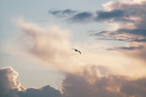 Flying Aesthetic Wings, Flying Bird Aesthetic, White Bird Aesthetic, Sustainability Moodboard, Alya Core, Birds Reference, Air Aesthetic, Intimate Space, Bird Flying