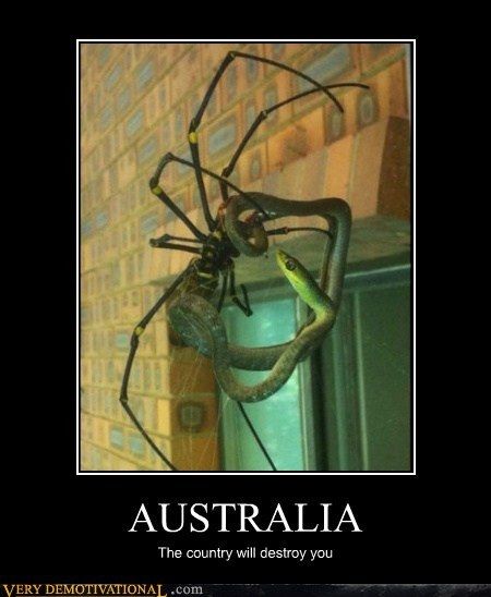 thank goodness i didnt see anything like this over there! Nope Spider, Australian Spider, Trending Pictures, Aussie Memes, Australia Funny, Deadly Animals, Scary Animals, Demotivational Posters, Really Funny Memes