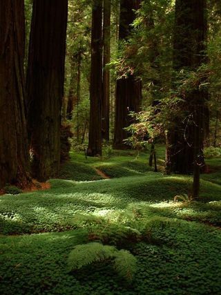 Shakespeare Garden, Redwoods California, Mystic Forest, Bahasa Jepun, Matka Natura, Redwood Forest, Fotografi Alam Semula Jadi, Forest Floor, Green Forest