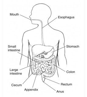 Human alimentary canal:               Human digestive system  The process ... Abdominal Migraine, Digestive System Diagram, Digestive System Worksheet, Digestive System Anatomy, Sigmoid Colon, Human Digestive System, Sistem Pencernaan, Gi Tract, Human Body Systems