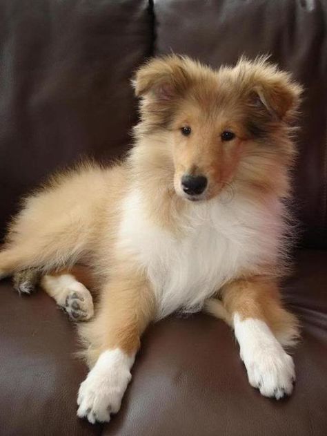 Rough Collie Puppy, Sheltie Dogs, Collie Puppies, Rough Collie, Collie Dog, Shetland Sheepdog, Animal Pics, Beautiful Dogs, Dog Names