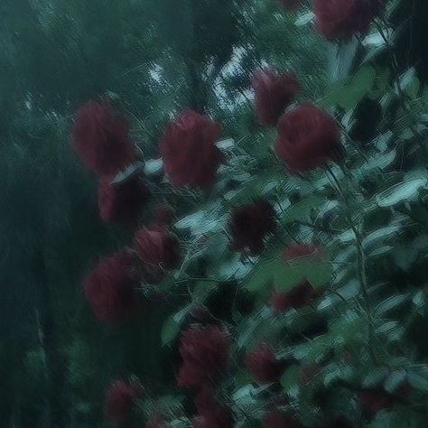 Roses 🌹🌸 . . . . . #forest #forestphotography #wildlife #wildlife #wildlifephotography #peace #peaceofmind #photooftheday #peaceful #calm #calming Calm Core, Header Banner, Forest Photography, Wildlife Photography, Banners, Roses, Forest, Plants, Quick Saves