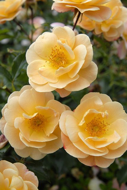 Flower-Carpet Rose 'Amber' - Flickr - Photo Sharing! Flower Carpet, Rose Foto, Future Garden, Diy Rose, Australian Flora, Colorful Roses, Wonderful Flowers, English Rose, Easy Garden