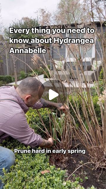 Vas Karpetas | Hydrangea Annabelle’s  are really easy to grow but they do need maintenance especially after all the rain we had a few days ago.  I would... | Instagram Annabelle Hydrangea Care, Hydrangea Garden Design, Hydrangea Support Ideas, Annabelle Hydrangea Front Of House, Pink Annabelle Hydrangea, Anabelle Hydrangea, Hydrangea Annabelle, Rain Garden Design, Pruning Hydrangeas