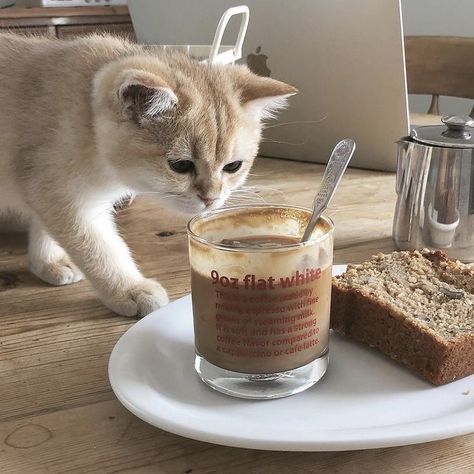 Coffee Icon, Coffee Shop Aesthetic, Cream Aesthetic, Cat Cafe, Cat Icon, Cat Aesthetic, Beige Aesthetic, A Cup Of Coffee, Cat Coffee