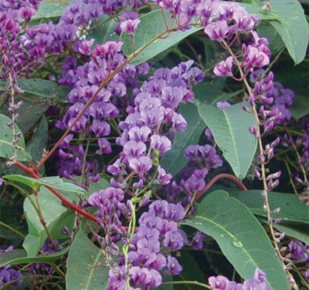 Happy Wanderer Plant, Australian Climbing Plants, Australian Native Climbing Plants, Climbers For Shade, Screening Ideas, Evergreen Climbers, Creeping Vines, Wire Trellis, Plants Beautiful