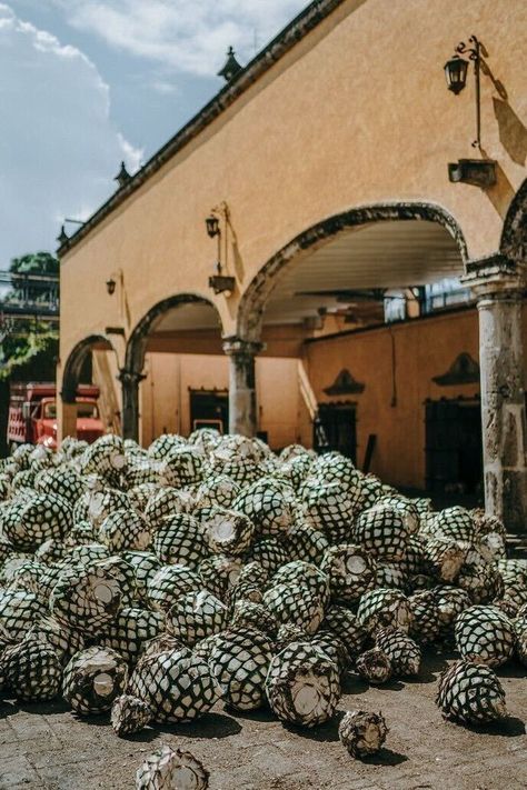 Cuervo Tequila, Agave Field, Tequila Mexico, Class Board, Mexican Hacienda, Friends Adventures, Outdoor Sitting Area, Train Tour, Instagram Guide