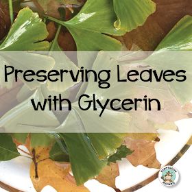 Rural Backyard, Preserving Leaves, Leaf Pressing, How To Preserve Leaves, Leaf Art Diy, Leaf Projects, Flower Shadow, Diy Leaves, Pressed Flower Crafts