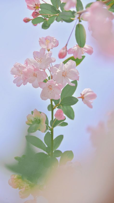 Tumblr: https://fuckyeahchinesegarden.tumblr.com/post/683341759045156864/chinese-crab-apple-flowers-haitang%E6%B5%B7%E6%A3%A0-by 2ha Wallpaper Aesthetic, Crab Apple Flower, Haitang Flower, Chu Wanning, Chinese Flowers, Chinese Wallpaper, Apple Flowers, Chinese Flower, Flowers Photography Wallpaper