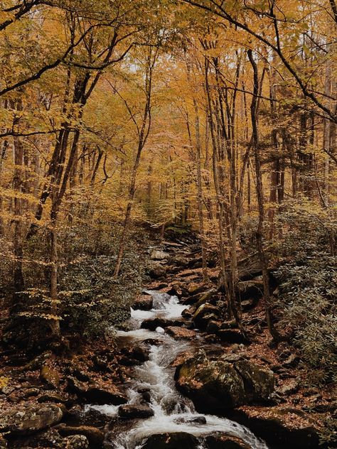 The beautiful Tennessee Valley wilderness in Autumn. Cozy, warm, stunning vibes all around Tennessee Autumn, Fall In Tennessee, Tennessee Nature, Northern Attitude, Tennessee Aesthetic, Tennessee Fall, Fall Core, River Waterfall, Smoky Mountains Tennessee