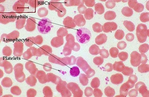 Related image Biology Diagrams, Under Microscope, Medical Laboratory Scientist, Under A Microscope, Medical Laboratory Science, Animal Cell, Biology Lessons, Laboratory Science, Medical Laboratory