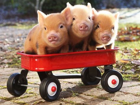 Piggy wagon ride. Micro Pigs, Teacup Pigs, Pig Pictures, Cute Piglets, Mini Pigs, Cute Piggies, Red Wagon, Pet Pigs, Baby Pigs