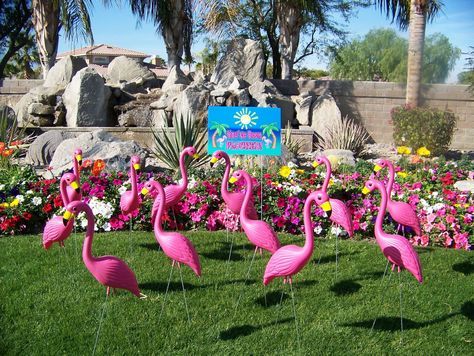 Plastic Flamingos for the yard. You've Been Flocked, Pink Flamingos Lawn Ornaments, Plastic Pink Flamingos, Yard Flamingos, Pink Flamingo Birthday, Lawn Flamingos, Plastic Flamingo, Flamingo Photo, Flamingo Ornament