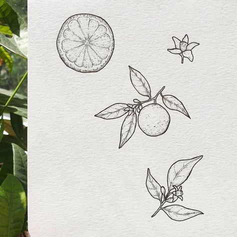 Fine Line Grapefruit Tattoo, Orange Branch Tattoo Minimal, Small Orange Blossom Tattoo, Tangerine Branch Tattoo, Orange Tree Tattoo Black And White, Tangerine Tattoo Black And White, Orange Plant Tattoo, Tangerine Tattoo Small, Orange Tattoo Fruit Black