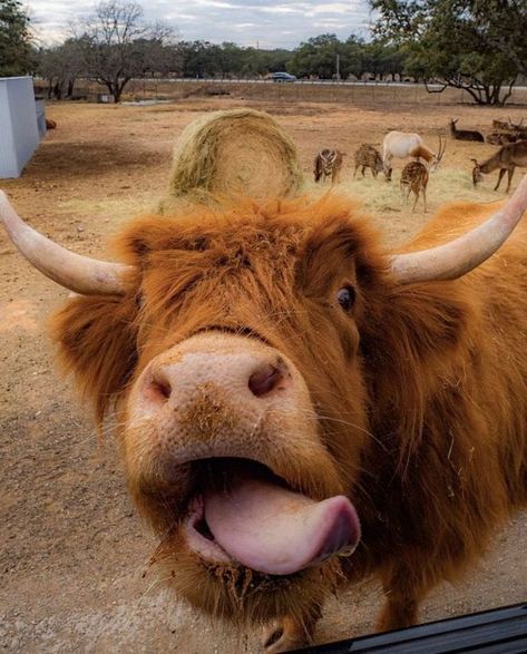 Highland Cow Face, Cow Print Wallpaper, Cutee Animals, Longhorn Cow, Mini Cows, Make Funny Faces, Fluffy Cows, Cow Face