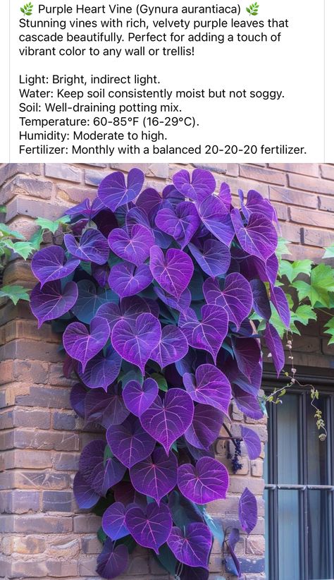 Gothic Garden Perennials, Purple Foliage Plants, Purple Vine Plant, Colorful House Plants Indoor, Witchy Garden Plants, Gothic Front Yard Landscaping, Goth Landscaping, Gothic Garden Plants, Goth House Plants