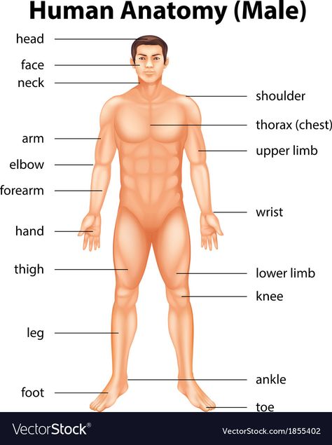 Human Body Name, Body Anatomy Organs, Man Body Parts, Human Body Diagram, Body Name, Human Body Structure, Anatomy Organs, Human Body Organs, Body Part Drawing