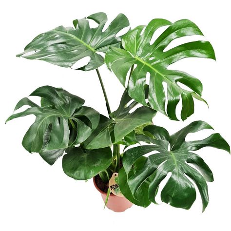 Monstera Deliciosa Indoor, Monstera Obliqua, Swiss Cheese Plant, Ficus Elastica, Philodendron Monstera, Uk Garden, Cheese Plant, Flat Ideas, Fast Growing Plants