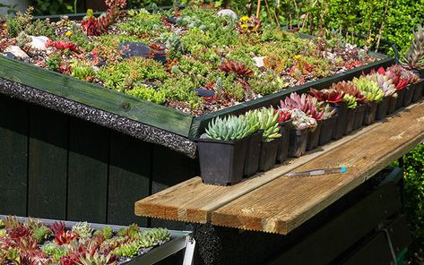 Plants-growing-on-a-wooden-shed-roof Living Shed Roof, Living Roof Pergola, Live Roof Shed, Living Roof Garden, Green Roof Shed, Living Roof Shed, Planted Roof, Shed Roof Ideas, Roof Garden Plants