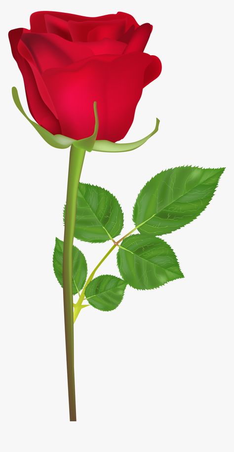 Gulab Phool, Rose Flower Hd, Rose With Stem, Rose Flower Png, Purple Png, शटर स्पीड, Happy Birthday Rose, Rose Flower Photos, Love Rose Flower