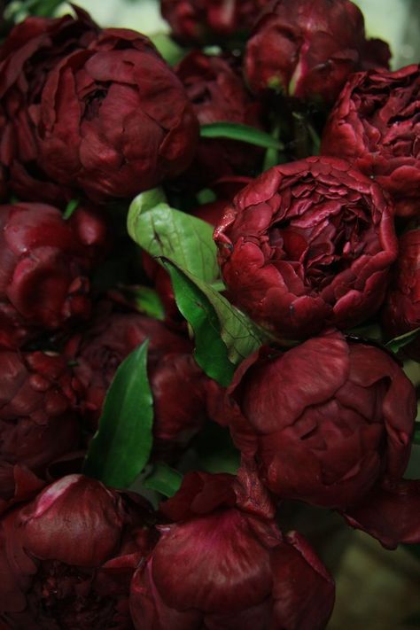 burgundy peonies Marsala Color, Cherry Baby, Cheap Wine, Shades Of Burgundy, Red Peonies, Aesthetic Red, Magnificent Century, Detective Comics, Nightingale