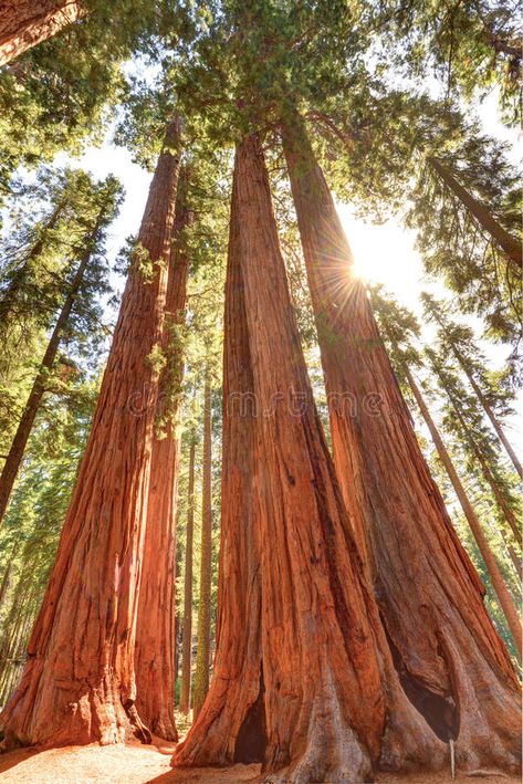 Sequoia National Park California, Giant Sequoia Trees, Sequoia Tree, Matka Natura, Redwood National Park, National Parks Photography, Giant Tree, Petrified Forest, Redwood Tree