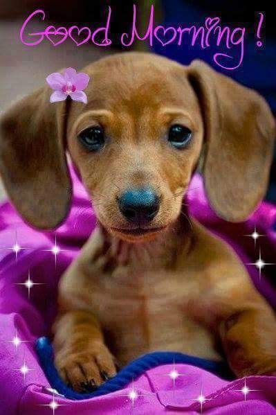 Good morning! Have a blessed day. Dachshund Funny, Divine Beauty, Love My Dog, Weenie Dogs, Dachshund Puppies, Dachshund Puppy, Dachshund Love, Weiner Dog, E Card