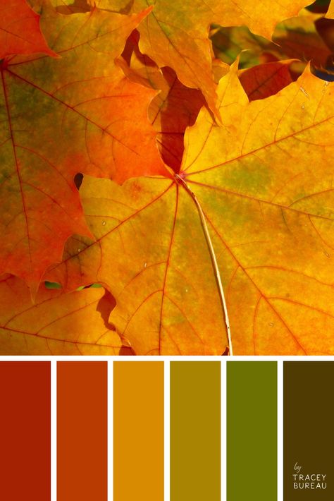 Color Palette Autumn, Palette Autumn, Color Palette From Image, 달력 디자인, Fall Palette, Color Schemes Colour Palettes, Deco Originale, Fall Color Palette, Palette Color