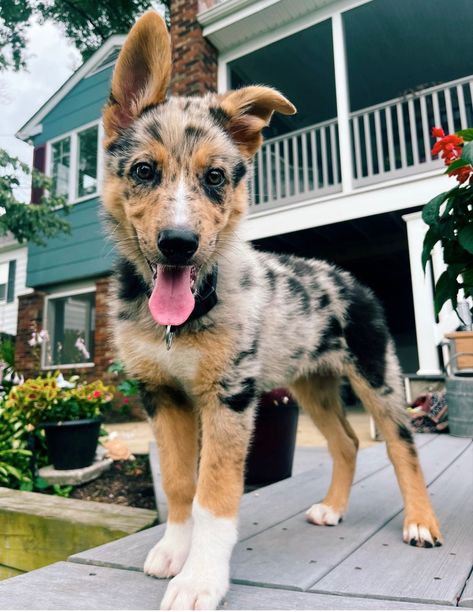 Australian Shepherd Puppy
German Shepherd Puppy Australian Shepherd Mixed With German Shepherd, German Shepherd Mixed With Australian Shepherd, German Aussie Shepherd, German Shepherd Australian Shepherd Mix Dogs, German Shepherd And Australian Shepherd, Merle German Shepherd, German Shepherd X Australian Shepherd, Australian German Shepherd Mix Puppies, Husky Australian Shepherd Mix Puppies