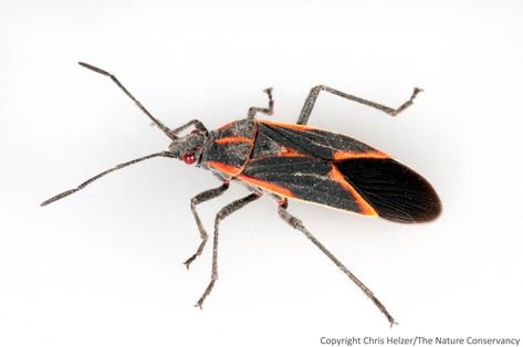 Thank Goodness For Boxelder Bugs | The Prairie Ecologist Boxelder Bugs, Termite Prevention, Wood Termites, Pictures Of Insects, Bug Type, Plant Bugs, Types Of Bugs, Insect Species, Insect Photography