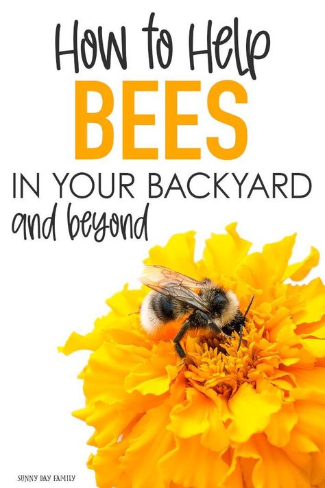 Save the bees! Bees need our help and there are simple things your family can do to help bees. Help save honeybees with these easy bee projects. #bees #beegarden #savethebees #honeybee How To Help Bees, Bee Projects, Preschool Inspirations, Bee Friendly Flowers, Bee Friendly Garden, Solitary Bees, Bee House, Already Gone, Makeup Removal